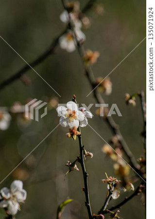Plum blossoms 135071924