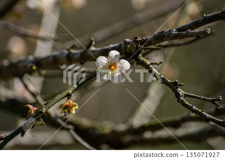 Plum blossoms 135071927