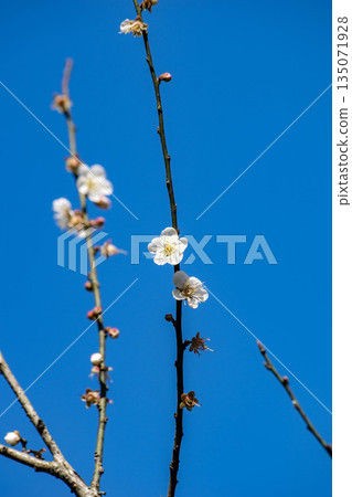 Plum blossoms 135071928