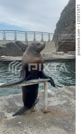 Sea lion standing 135071973