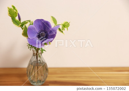 Purple anemone Purple anemone 135072002