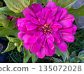 pink lotus flower in tropical 135072028