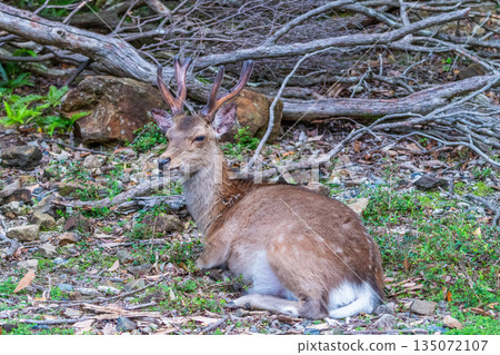 一隻雄性屋久島鹿在世界自然遺產屋久島（春天）休息 135072107