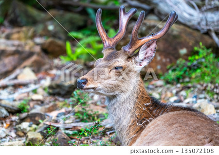 一隻雄性屋久島鹿在世界自然遺產屋久島（春天）休息 135072108
