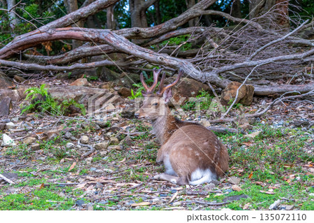 A male Yakushima deer relaxing on the World Natural Heritage site of Yakushima (spring) 135072110