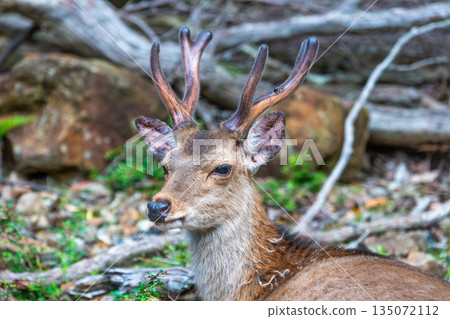 一隻雄性屋久島鹿在世界自然遺產屋久島（春天）休息 135072112