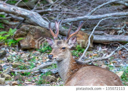 一隻雄性屋久島鹿在世界自然遺產屋久島（春天）休息 135072113