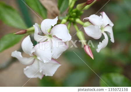 Hakubajou flowers 135072138