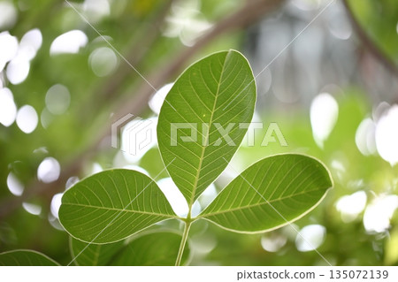 橢圓葉假山楂葉片背面的葉脈 橢圓葉假山楂葉片背面的葉脈 135072139