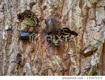 Summer insects that gather around tree sap: Stag beetles, the spotted scarab beetle 135072172
