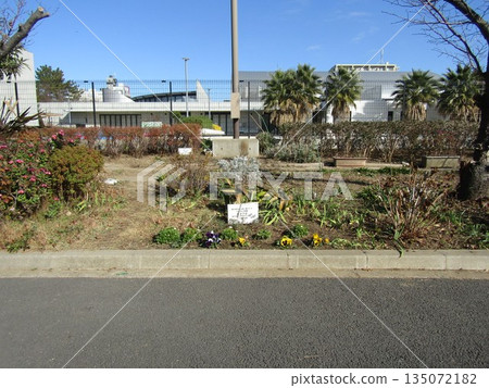 小島花卉協會花園裡的三色堇、北極花和白雛菊 小島花卉協會花園裡的三色堇、北極花和白雛菊 135072182