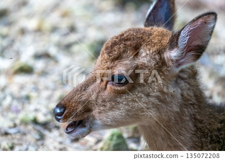 Cute baby Yakushima deer World Natural Heritage Site (Spring) Cute baby Yakushima deer World Natural Heritage Site (Spring) 135072208