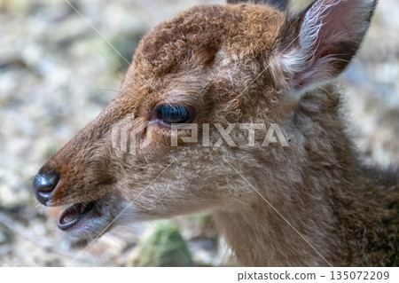 Cute baby Yakushima deer World Natural Heritage Site (Spring) 135072209