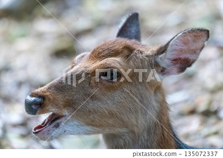 A female Yakushima deer relaxing on the World Natural Heritage site of Yakushima (spring) 135072337
