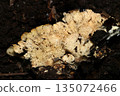 Ventral surface of white-rot fungus Nikusubatake mushroom in dark rotten wood soil (outdoor field fungi and mushroom macro photography) 135072466