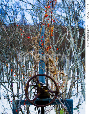 The contrast between the rusty water gate and the red berries in the snowy forest The contrast between the rusty water gate and the red berries in the snowy forest 135072483
