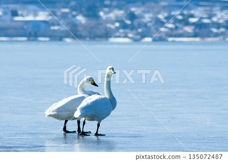 諏訪湖的季節性景象：一對天鵝在結冰的湖面上漫步 135072487