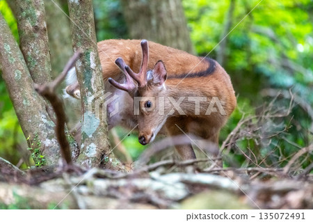 雄性屋久島鹿在屋久島世界自然遺產地覓食(春季) 雄性屋久島鹿在屋久島世界自然遺產地覓食(春季) 135072491