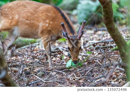 Male Yakushima deer foraging on the World Natural Heritage site of Yakushima (spring) Male Yakushima deer foraging on the World Natural Heritage site of Yakushima (spring) 135072496