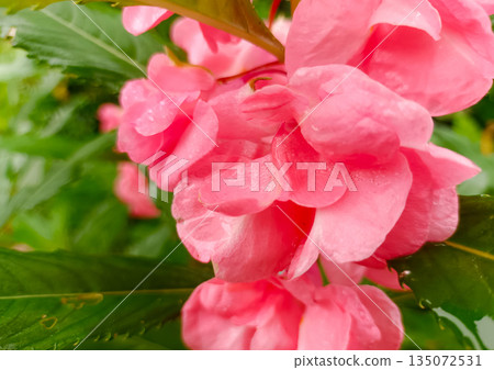 Macro Photography of Pink Balsam Petals with Soft Morning Dew Drops Macro Photography of Pink Balsam Petals with Soft Morning Dew Drops 135072531
