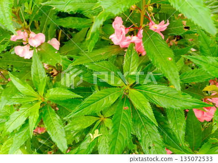 Red Acalypha Hispida Chenille Plant Flower with Raindrops in Macro View 135072533