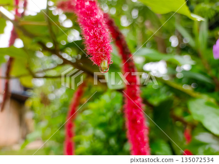 Hanging Red Chenille Flower with Crystal Clear Water Drop on Tip 135072534