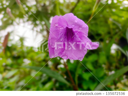 Single Purple Ruellia Tuberosa Flower Covered in Raindrops Close Up 135072536