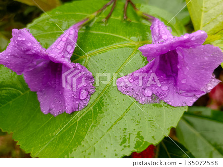 Fallen Purple Ruellia Flowers on Wet Green Leaf Background 135072538