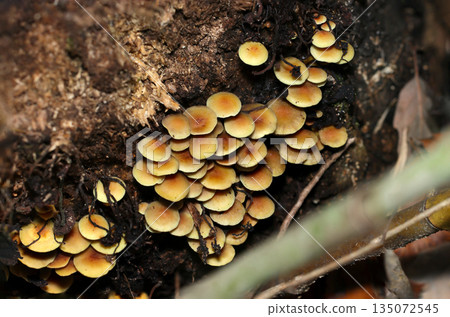 The dangerously poisonous mushroom, Bombyx fasciatus, grows in colonies in the fertile soil of a rural village (macro photography of fungi and mushrooms in their natural environment) The dangerously poisonous mushroom, Bombyx fasciatus, grows in colonies in the fertile soil of a rural village (macro photography of fungi and mushrooms in their natural environment) 135072545