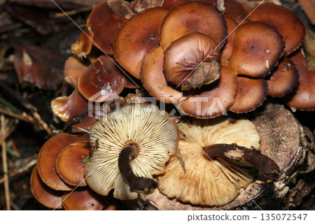 Colorful and lustrous natural Enokitake mushrooms growing in clusters on a rotting tree stump (macro photography of natural fungi and mushrooms) Colorful and lustrous natural Enokitake mushrooms growing in clusters on a rotting tree stump (macro photography of natural fungi and mushrooms) 135072547