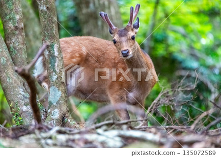 Male Yakushima deer, alert, World Natural Heritage Site (Spring) Male Yakushima deer, alert, World Natural Heritage Site (Spring) 135072589