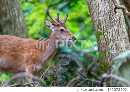 雄性屋久島鹿，警覺，世界自然遺產（春季） 135072592