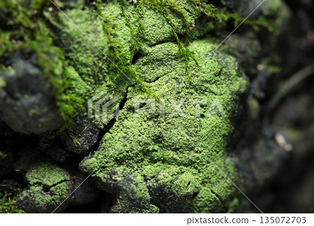 Bark of a Japanese lichen called 'Porphyra', which looks like powdered matcha (macrophotography in the natural environment) Bark of a Japanese lichen called 'Porphyra', which looks like powdered matcha (macrophotography in the natural environment) 135072703