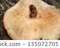 Large, round, wild-caught shiitake mushrooms, an essential part of Japanese cuisine, with their dense white folds (macro photography of natural mushrooms) 135072705