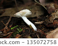 Beautiful white underside and stem of Russula mushroom on the forest floor (macro photography of natural fungi and mushrooms) 135072758
