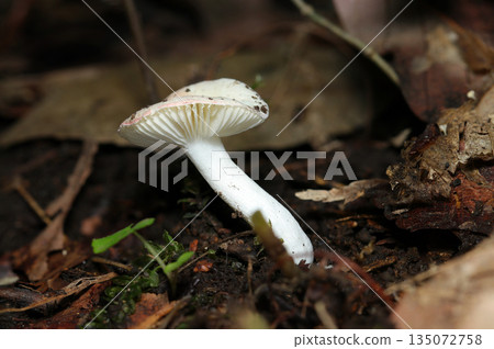 Beautiful white underside and stem of Russula mushroom on the forest floor (macro photography of natural fungi and mushrooms) 135072758