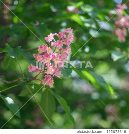 Safflower chestnut Safflower chestnut 135072846