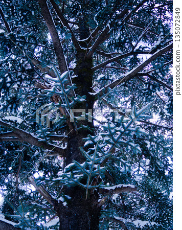 寂靜的冬日森林－白雪皚皚的針葉樹特寫 135072849