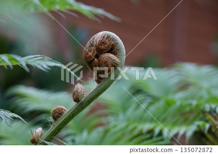 Fern sprouts, tree fern, Junglia Okinawa Fern sprouts, tree fern, Junglia Okinawa 135072872
