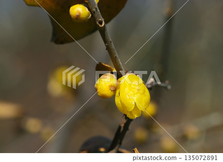 The deep yellow buds of the wintersweet "Fukuju" illuminated by the clear winter sunlight (natural light macro photography) 135072891