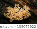 Beautiful, bushy, coral-like mushrooms of the genus Pseudocarpus (natural fungal mushrooms, macro photography) 135072922