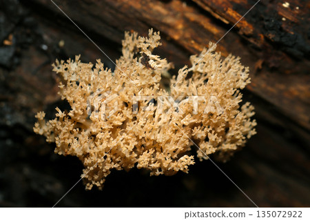 Beautiful, bushy, coral-like mushrooms of the genus Pseudocarpus (natural fungal mushrooms, macro photography) Beautiful, bushy, coral-like mushrooms of the genus Pseudocarpus (natural fungal mushrooms, macro photography) 135072922