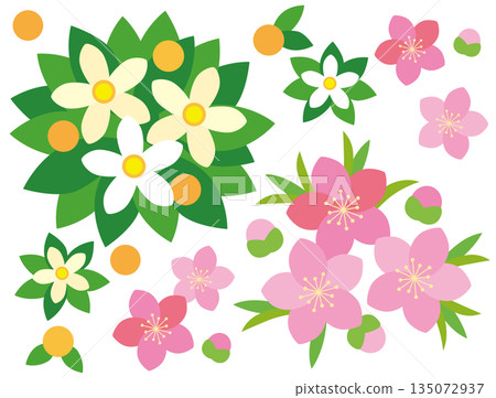 Illustration of tachibana and peach blossoms for Hinamatsuri 135072937