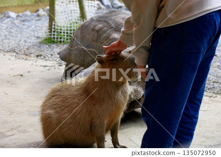 水豚喜歡在沖繩新公園互動廣場被撫摸。 135072950