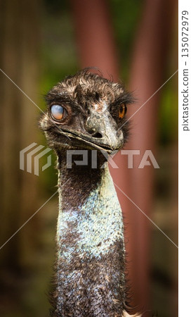 Tama Zoological Park Emu Tama Zoological Park Emu 135072979
