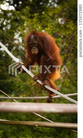 Tama Zoological Park Orangutan Tama Zoological Park Orangutan 135072980