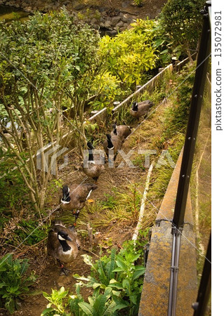 Tama Zoological Park Geese 135072981