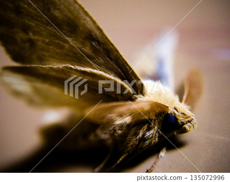Night visitor: large moth close-up and delicate wing texture 135072996