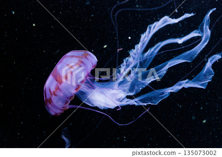 加茂水族館之謎：一隻有著紫色條紋和長觸手的水母在黑暗中搖曳 135073002