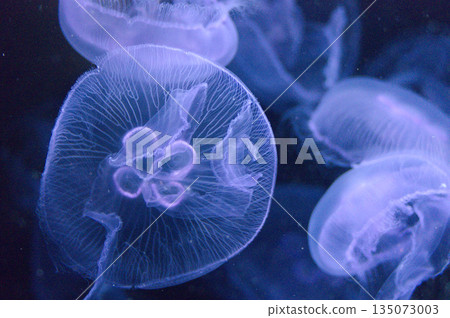 Moon jellyfish at Kamo Aquarium: A fantastical sight shone through in blue light and the pulse of life Moon jellyfish at Kamo Aquarium: A fantastical sight shone through in blue light and the pulse of life 135073003